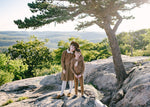 Analogie Knit Pants with Seam - Camel